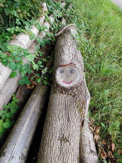 Bäume mit Gesicht-Beitrag-Bild