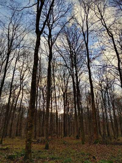 Die wunderschöne Welt mit Hund.-Beitrag-Bild