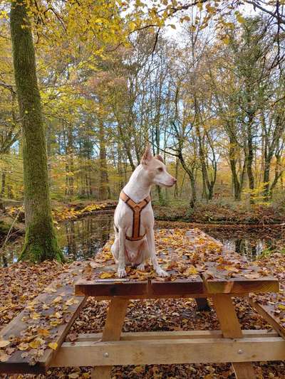 Fotochallenge Nr 55  -  Hund im November--Beitrag-Bild