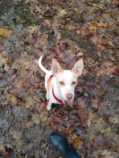 Podencomischling oder Podenco-Beitrag-Bild