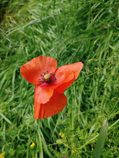 Die wunderschöne Welt mit Hund.-Beitrag-Bild