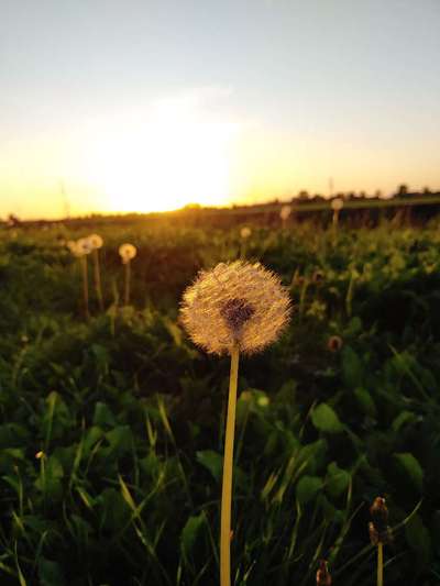 Die wunderschöne Welt mit Hund.-Beitrag-Bild