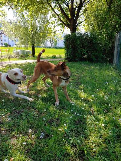 Podencomischling oder Podenco-Beitrag-Bild