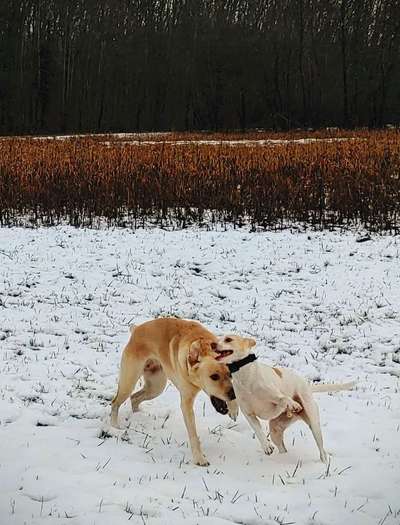 Dogorama Photo Challenge - Spielgesicht-Beitrag-Bild