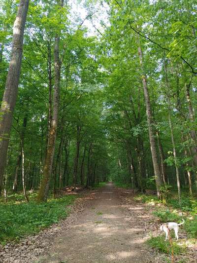 Die wunderschöne Welt mit Hund.-Beitrag-Bild