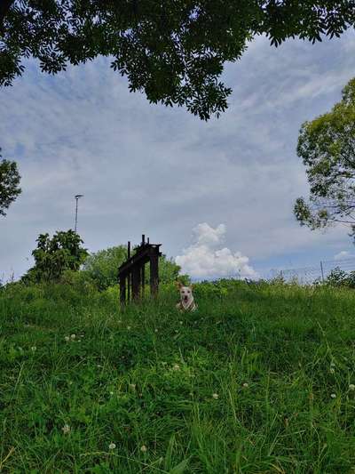 Die wunderschöne Welt mit Hund.-Beitrag-Bild