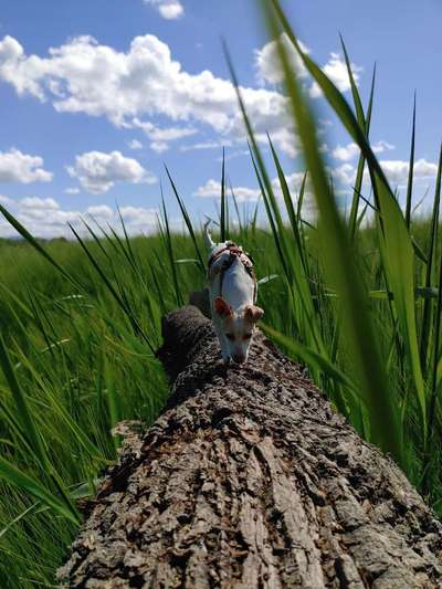 Photomontagen mit Hund-Beitrag-Bild