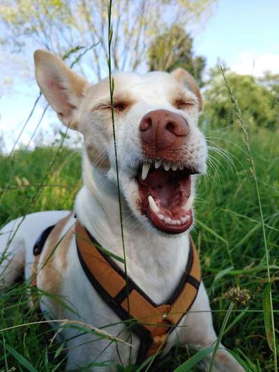 Hier ist der Spaßthread. Zum Schmunzeln und Kaputtlachen-Beitrag-Bild