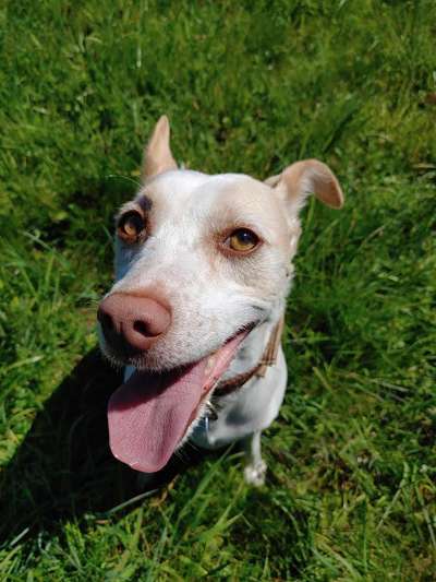 Die Dogorama Monats Challenge "Es grünt und blüht"-Beitrag-Bild