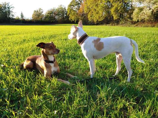 Podencomischling oder Podenco-Beitrag-Bild