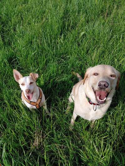 Foto Challenge 103    Hundefreundschaften-Beitrag-Bild