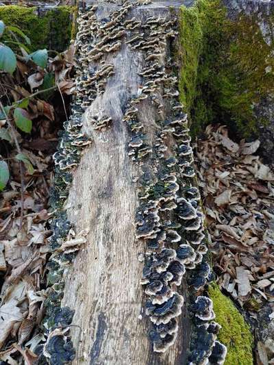 Die wunderschöne Welt mit Hund.-Beitrag-Bild