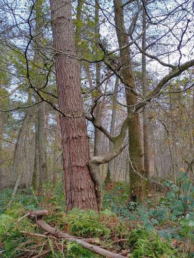Die wunderschöne Welt mit Hund.-Beitrag-Bild