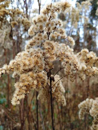 Die wunderschöne Welt mit Hund.-Beitrag-Bild