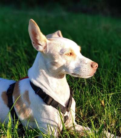 Dein Hund im Dogorama-Kalender 2021-Beitrag-Bild