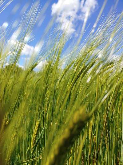 Die wunderschöne Welt mit Hund.-Beitrag-Bild