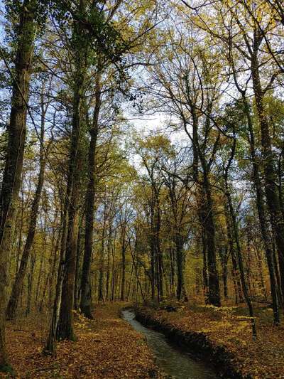 Die wunderschöne Welt mit Hund.-Beitrag-Bild