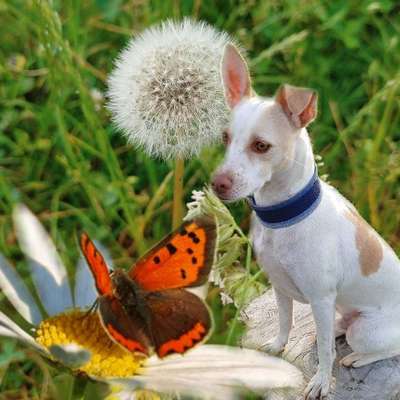 Photomontagen mit Hund-Beitrag-Bild