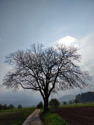 Die wunderschöne Welt mit Hund.-Beitrag-Bild