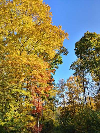 Die wunderschöne Welt mit Hund.-Beitrag-Bild