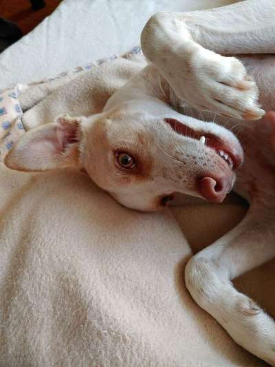 Dein Hund im Dogorama-Kalender 2021-Beitrag-Bild