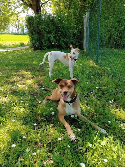 Dein Hund im Dogorama-Kalender 2021-Beitrag-Bild