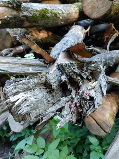 Die wunderschöne Welt mit Hund.-Beitrag-Bild