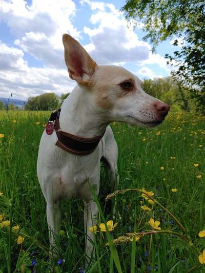 Die Dogorama Kalender Challenge Teil 3/4-Beitrag-Bild