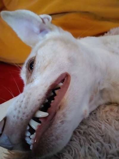 Welpe mit Vorbiss-Beitrag-Bild