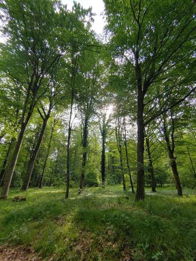 Die wunderschöne Welt mit Hund.-Beitrag-Bild