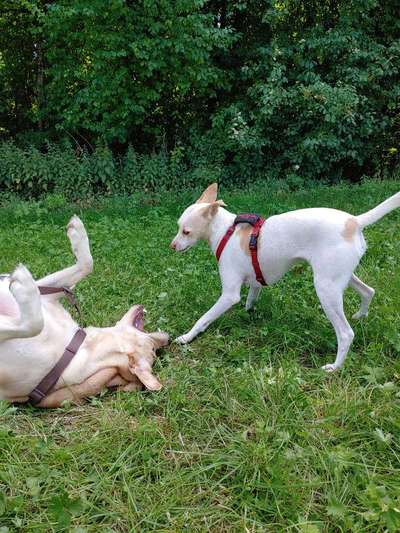 Spieltrieb ;)-Beitrag-Bild