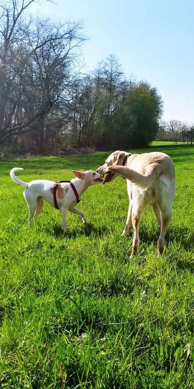 Bester Freund, Hundekumpel - zeigt her!-Beitrag-Bild