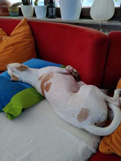 Podencomischling oder Podenco-Beitrag-Bild