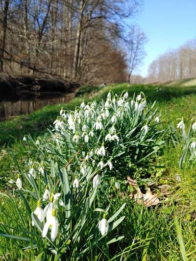 Die wunderschöne Welt mit Hund.-Beitrag-Bild