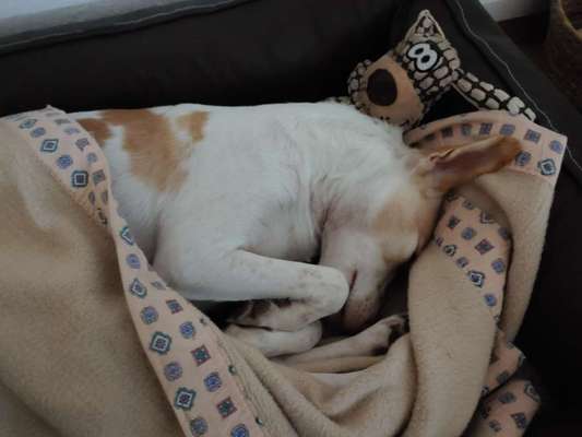 Podencomischling oder Podenco-Beitrag-Bild