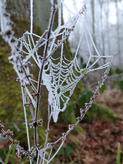 Die wunderschöne Welt mit Hund.-Beitrag-Bild