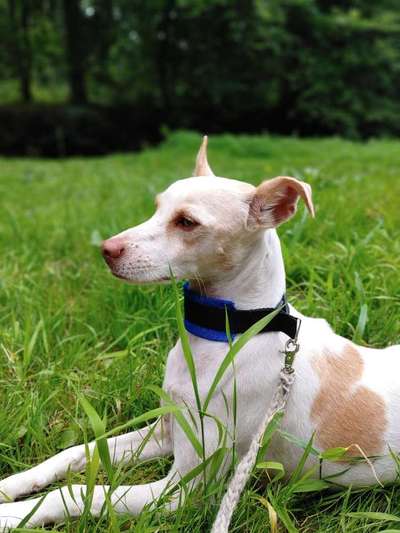 Dein Hund im Dogorama-Kalender 2021-Beitrag-Bild