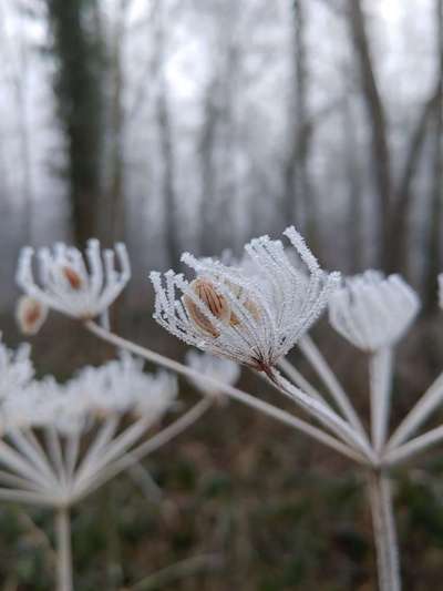 Die wunderschöne Welt mit Hund.-Beitrag-Bild