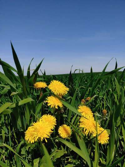Die wunderschöne Welt mit Hund.-Beitrag-Bild