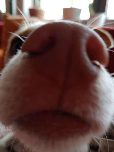 Zeigt her eure Hundenasen-Beitrag-Bild