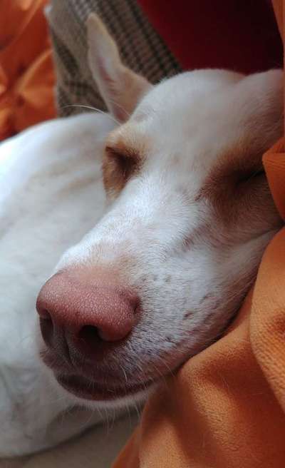 Dein Hund im Dogorama-Kalender 2021-Beitrag-Bild