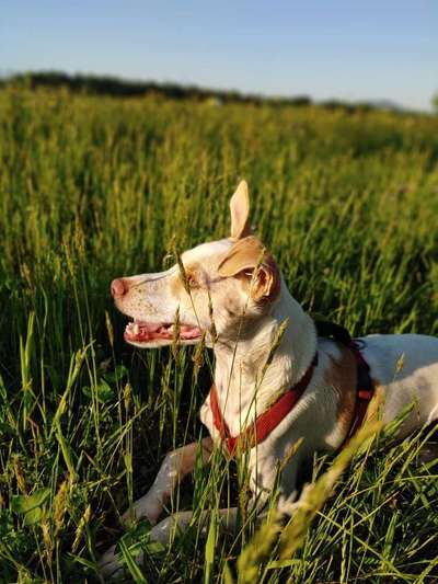 Dein Hund im Dogorama-Kalender 2021-Beitrag-Bild