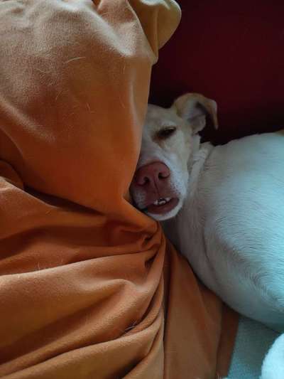 Hier ist der Spaßthread. Zum Schmunzeln und Kaputtlachen-Beitrag-Bild