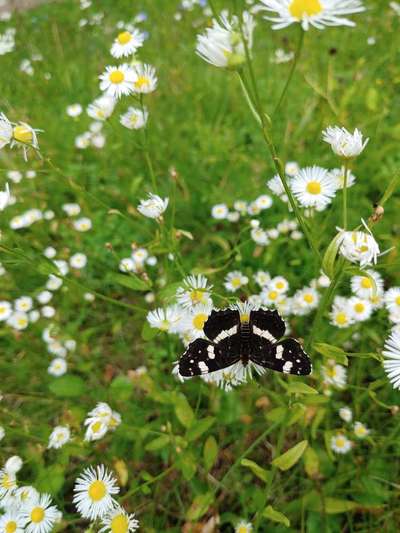 Die wunderschöne Welt mit Hund.-Beitrag-Bild