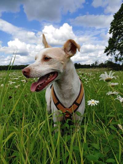 Die Dogorama Kalender Challenge Titelbild-Beitrag-Bild