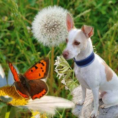 Photomontagen mit Hund-Beitrag-Bild