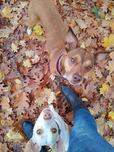 Podencomischling oder Podenco-Beitrag-Bild