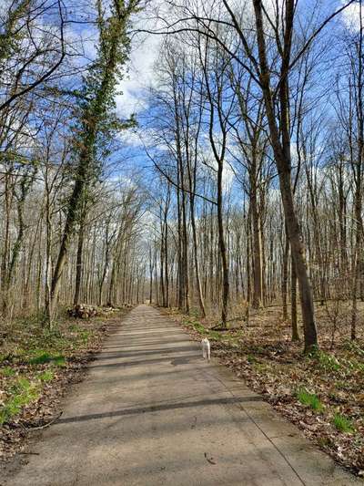 Die wunderschöne Welt mit Hund.-Beitrag-Bild
