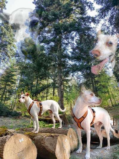 Photomontagen mit Hund-Beitrag-Bild