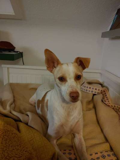 Podencomischling oder Podenco-Beitrag-Bild